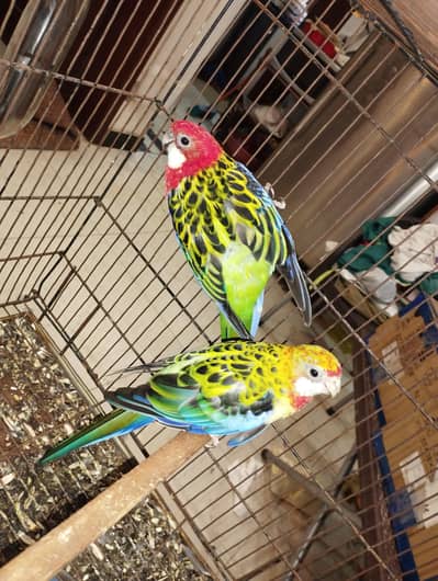 Rosella Parrot Beautiful Pair for sale