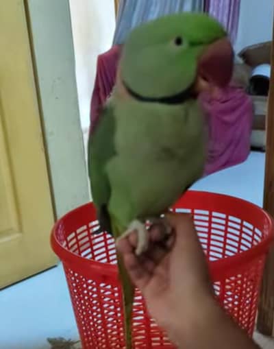 Raw Parrots