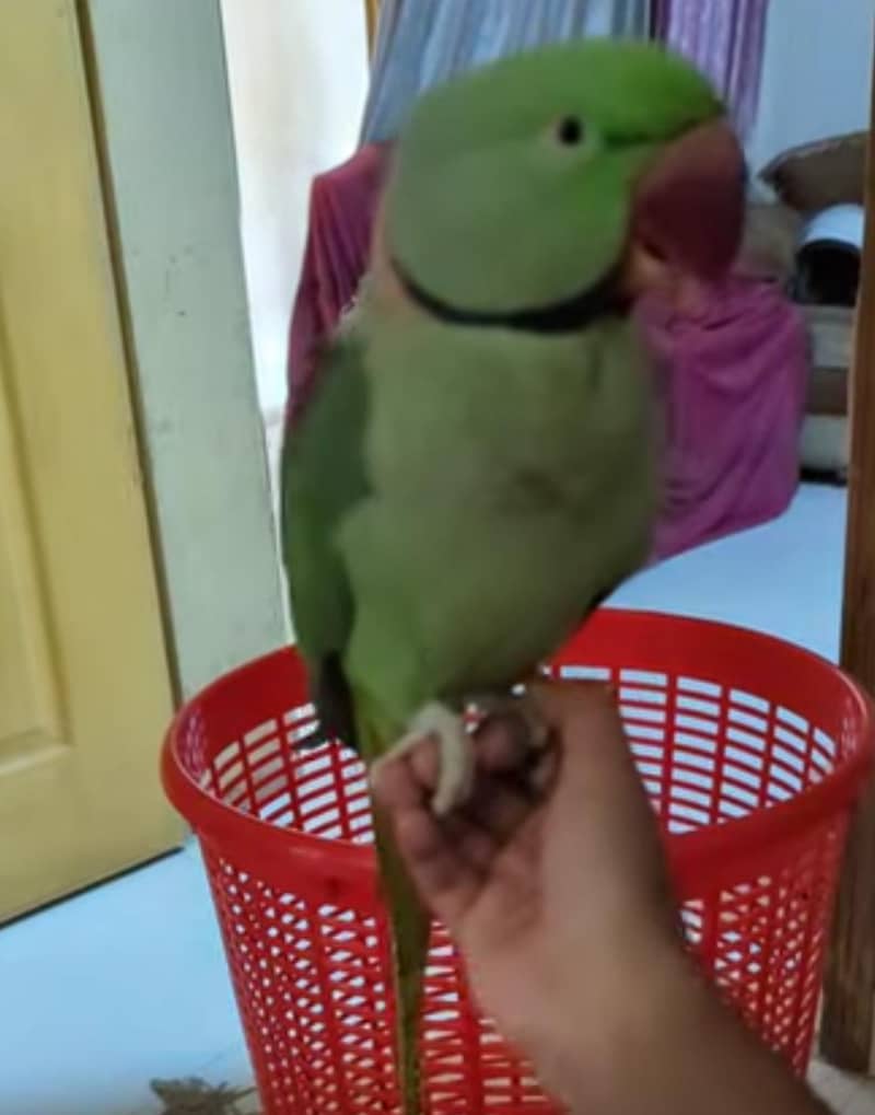 Raw Parrots 0