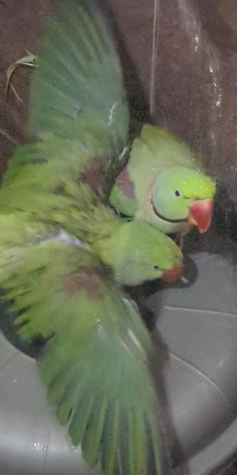 Raw Parrots 1