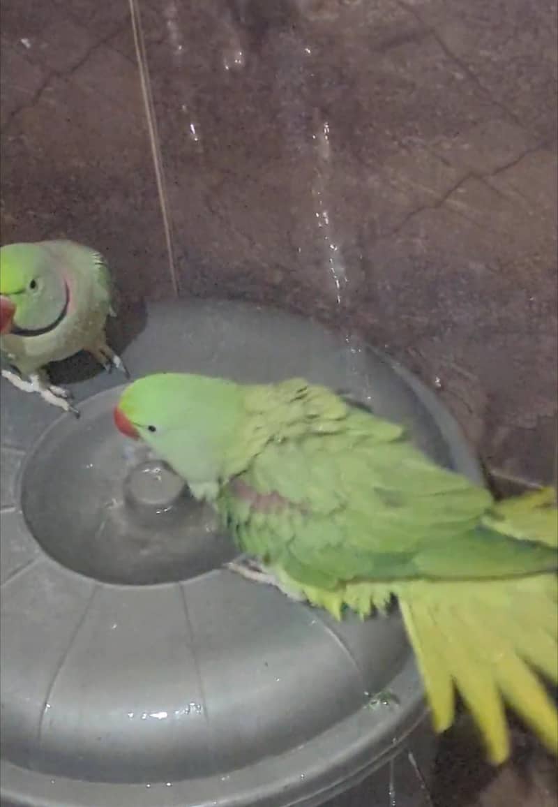 Raw Parrots 2