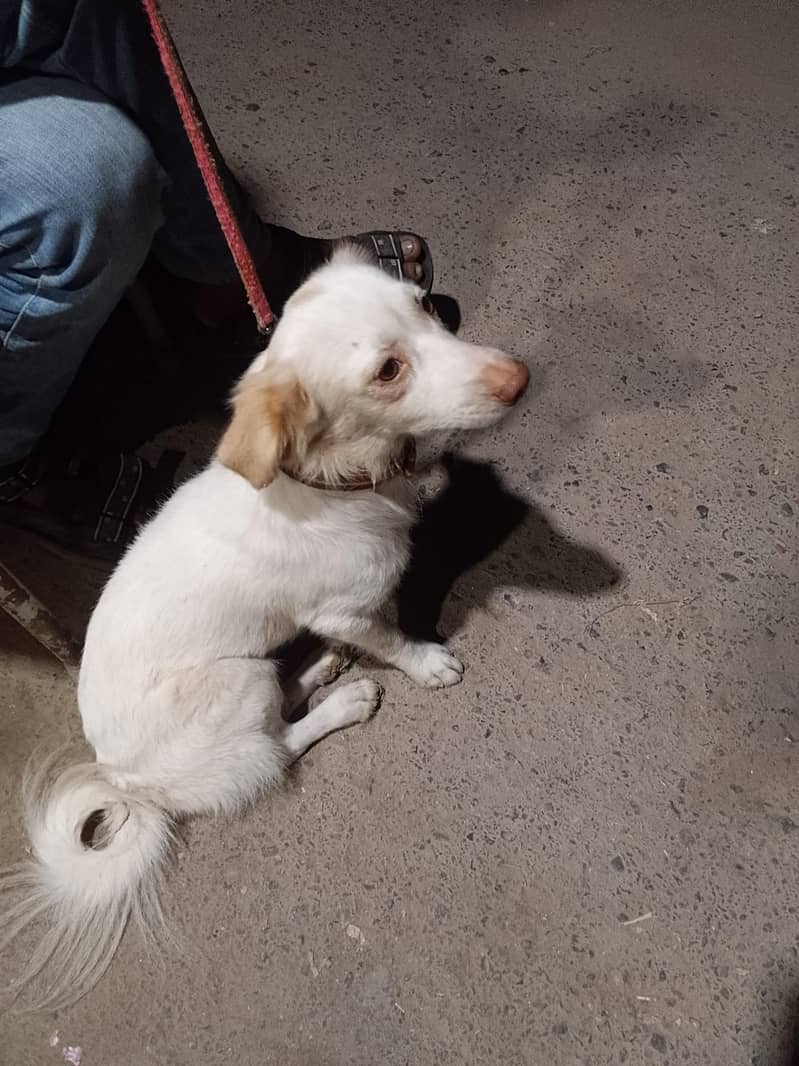 fancidog 1