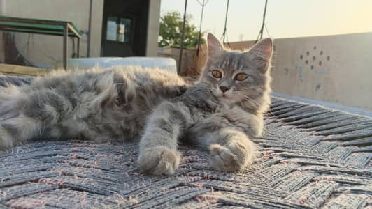 Cat for sale