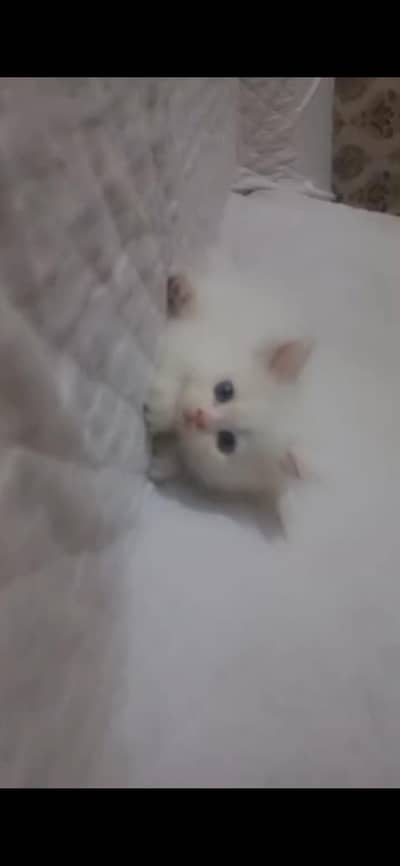 cute little kittens