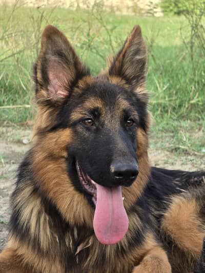 Pure German shepherd pair GSD