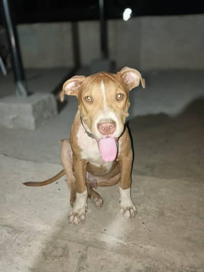 healthy and active puppy more info contact no 03164106601