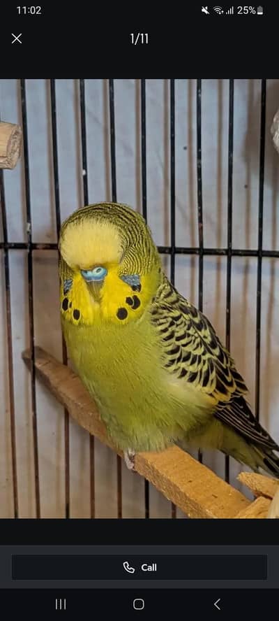 Olive Exibition budgies breeder male