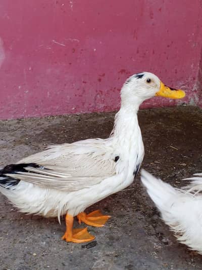 exchange posiiblle other animal egg de rhi hai