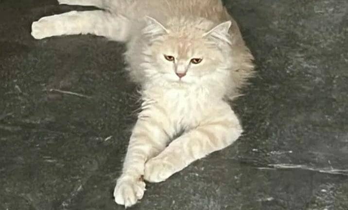 Persian cat 0