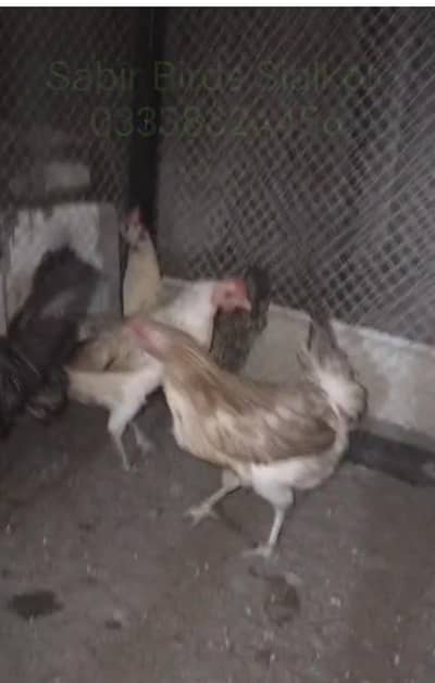 Hen for sale