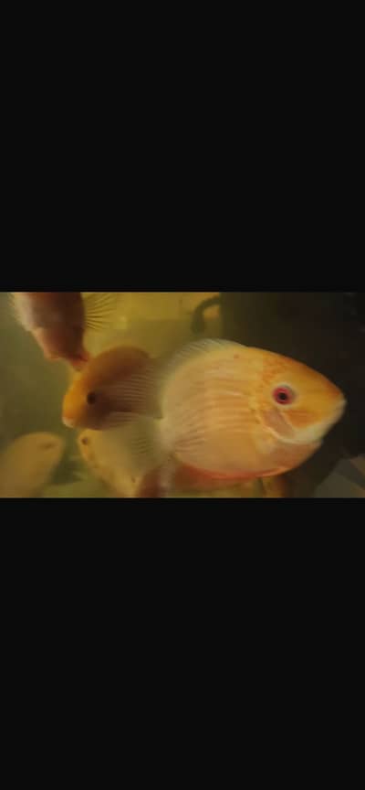 Red Spotted severums XXL size