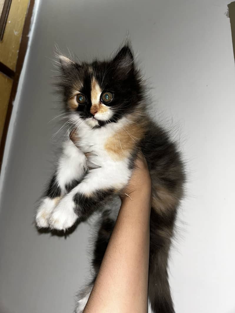 Persian kittens 0