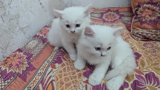 Cute Kitten Persian Kitten Punch Face Cats