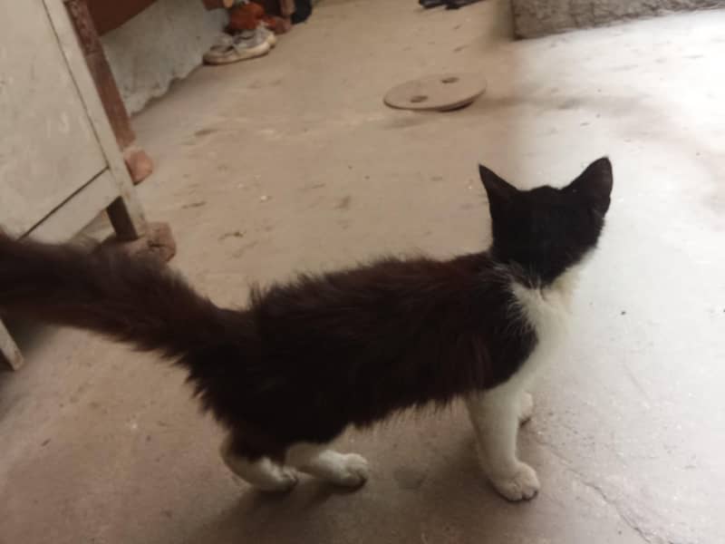 Persian cat 0