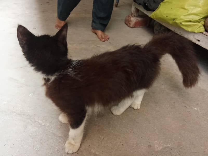 Persian cat 2