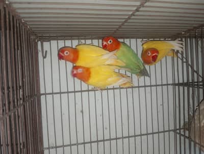 Lotino fisheri red eye or albino red eye