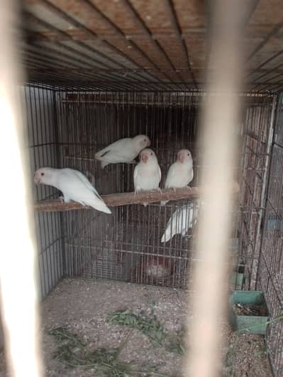 Albino red eye or Rosicolli Opline Lovebirds or Pied Dove