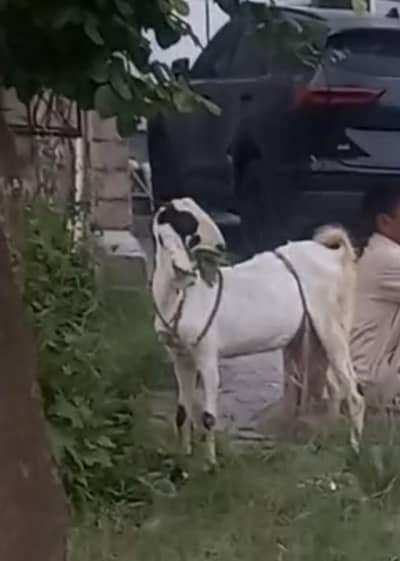 barbari goats with kids