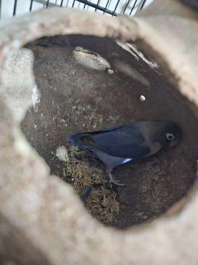 Double factor violet love bird