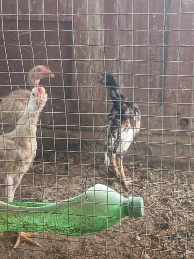 mix bread chicks