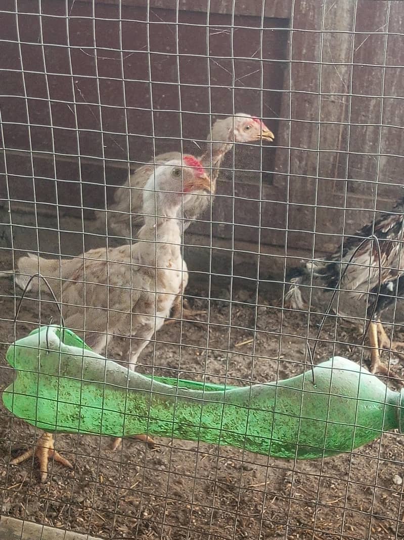 mix bread chicks 1