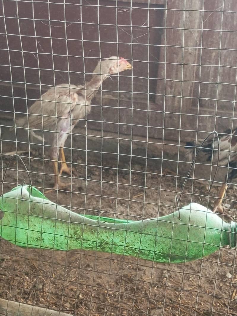 mix bread chicks 2