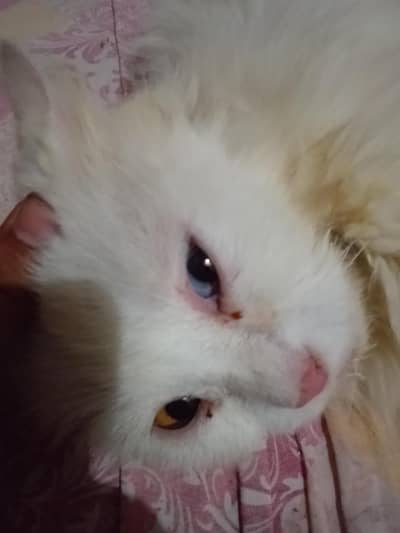 cat home
