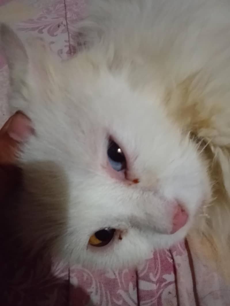 cat home 0