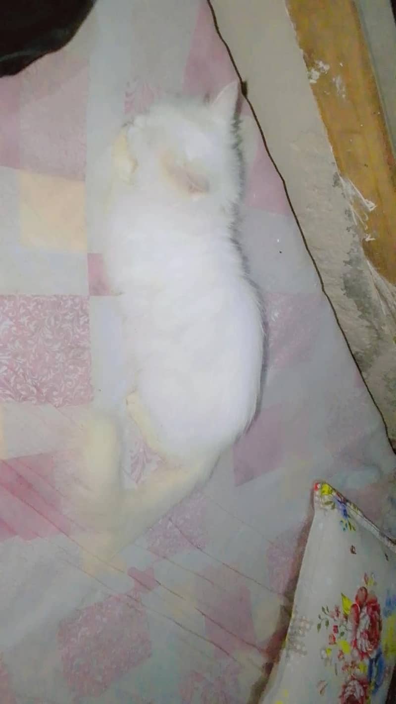 cat home 1