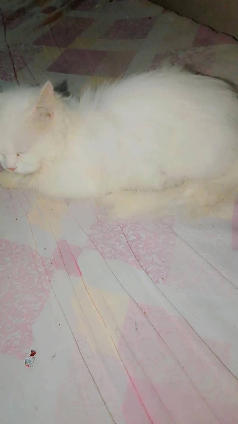 cat home 2
