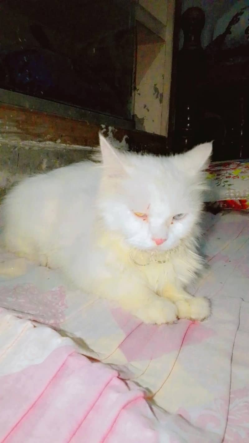 cat home 3