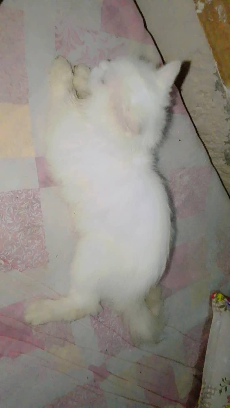 cat home 4