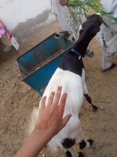 y i bacha deny wali Bakri h