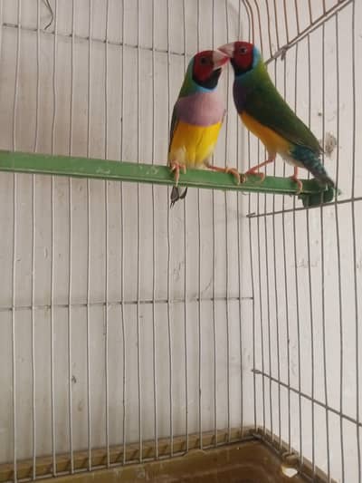 Lady Goldian Green Back Breede Male