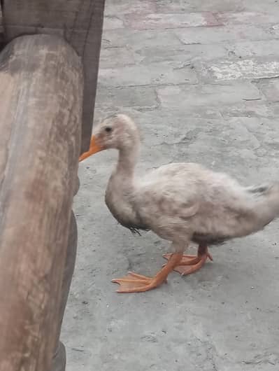 female duck for sale and exchange for desi patha murga