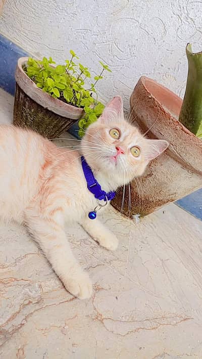 Persian Cat for Sale – Healthy & Beautiful