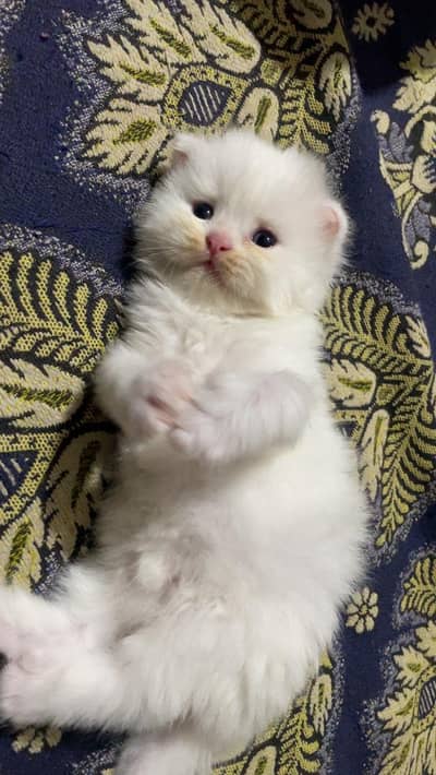 Pure Persian Home breed kitten Available