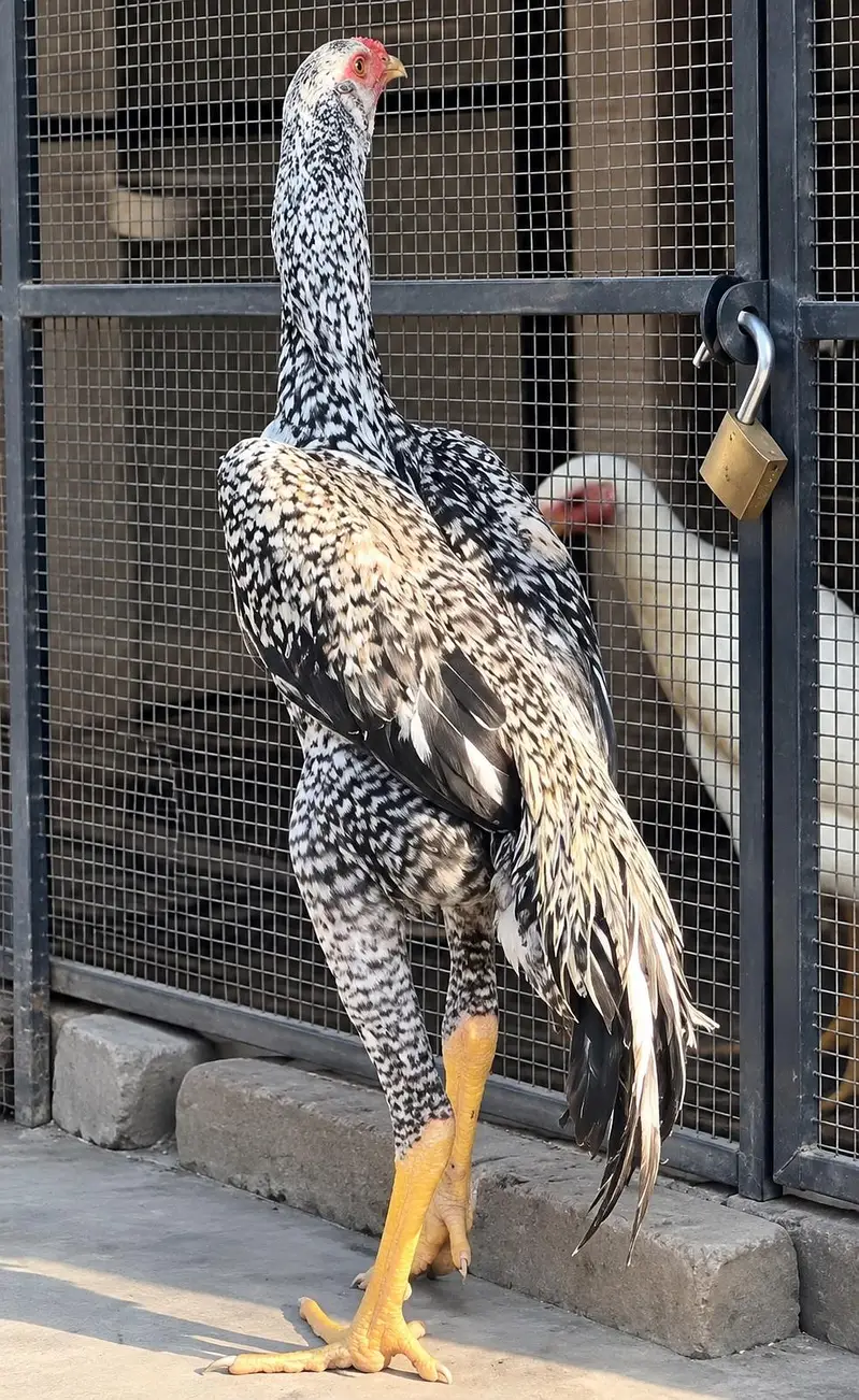 king oh shamo — photo 3