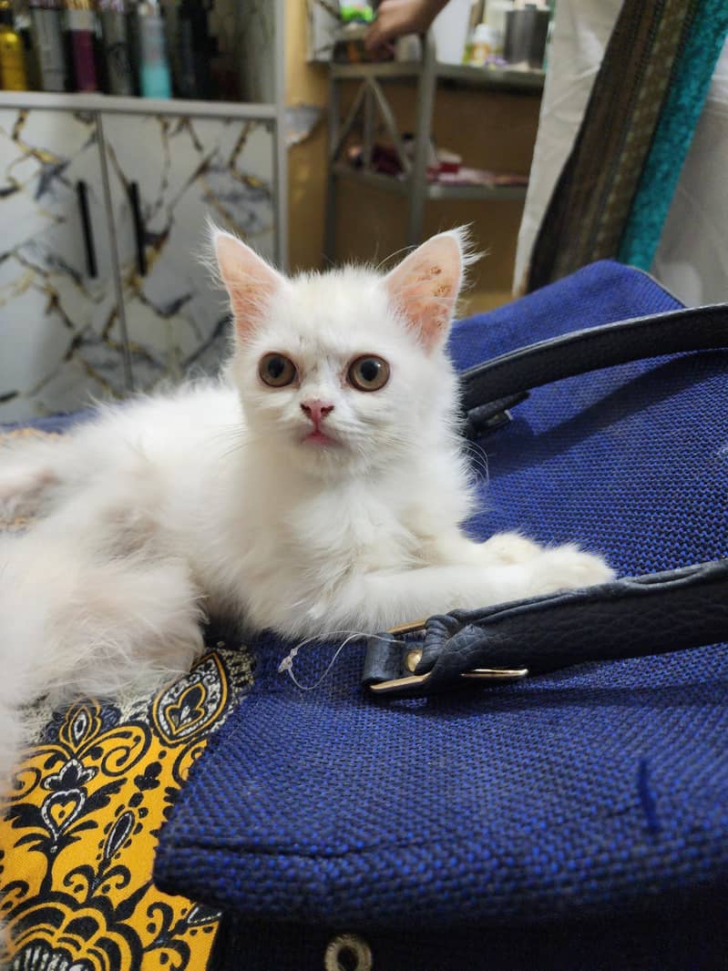 kitten 2