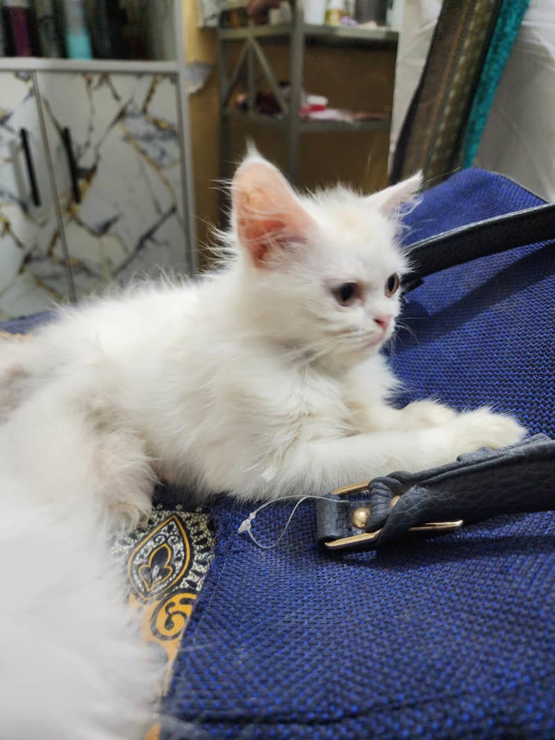 kitten 3