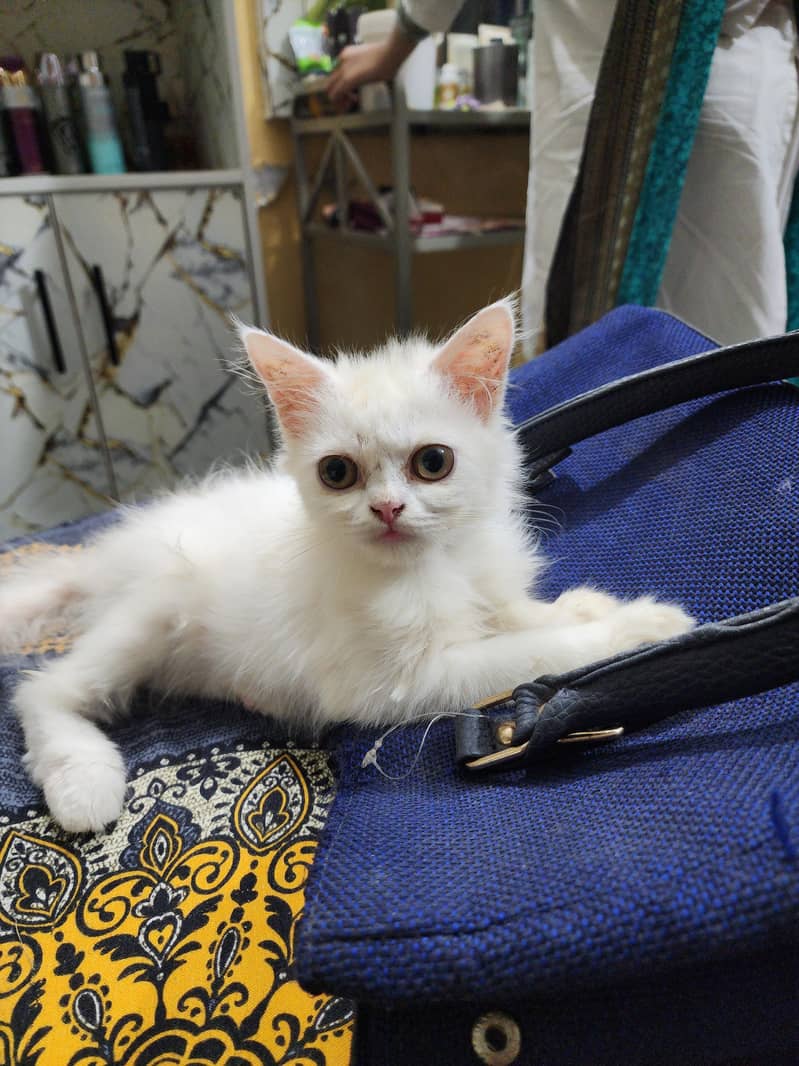 kitten 4