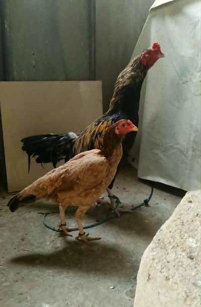 Adeel Miyawali breeder pair