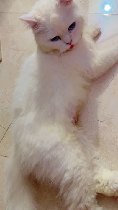 Persian breeder cat