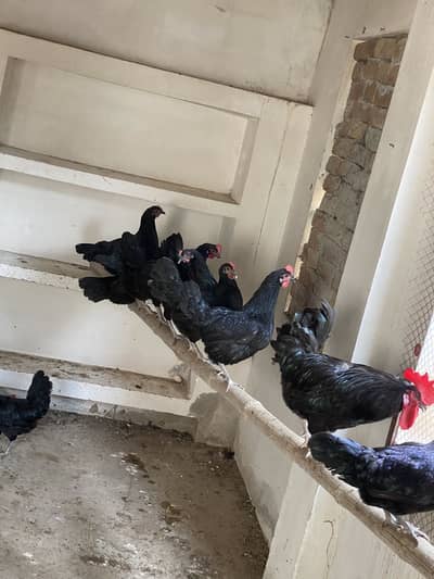 Australop fertile eggs
