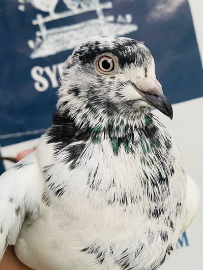 Peigon Pair For Sale