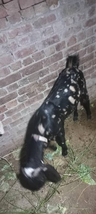 Bakra