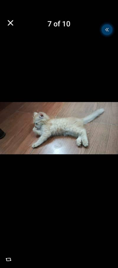 Persian golden kitten
