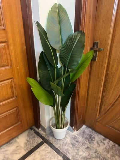Artificial plant look like original