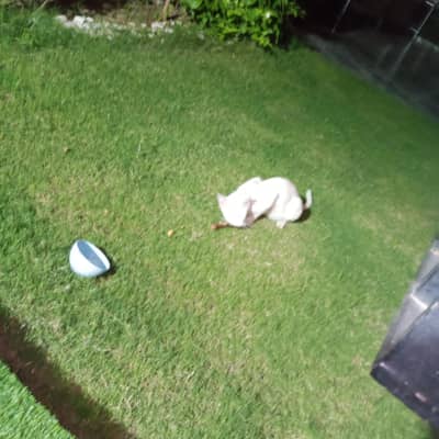 white cat