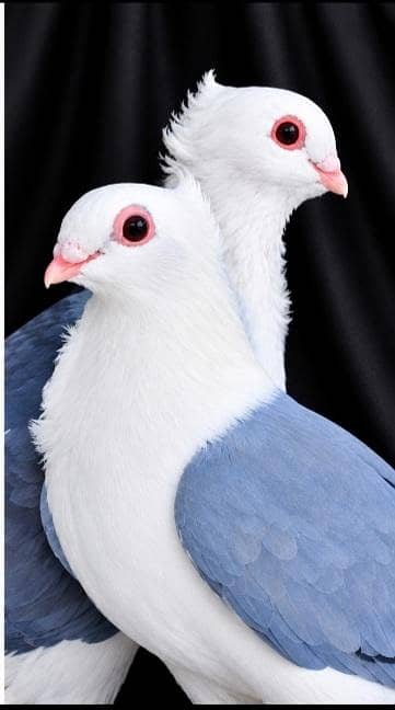 pigeons 0